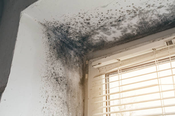 Affordable Mold Cleanup solutions in Bonney Lake, WA